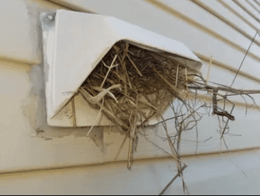 Birds nest removal, birds in dryer vent